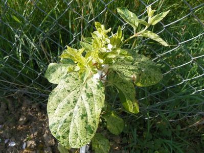 lonicera japonica Mint Crisp