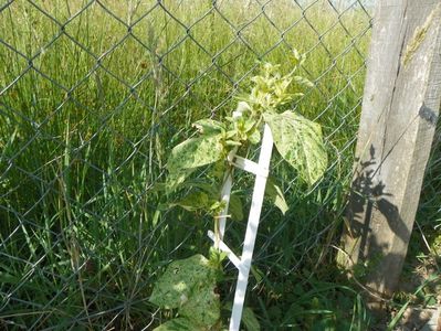 lonicera japonica Mint Crisp