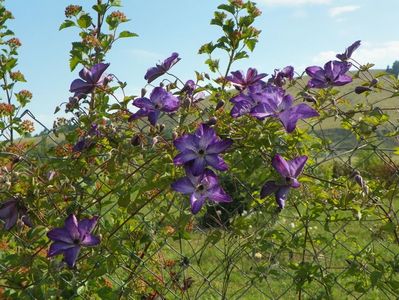 clematis Venosa Violacea