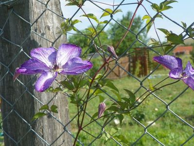 clematis Venosa Violacea