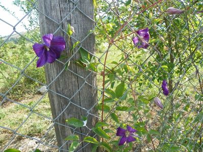 clematis Solina