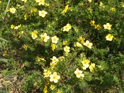 potentilla fruticosa Goldfinger