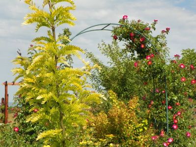 gleditsia Sunburst si American Pillar