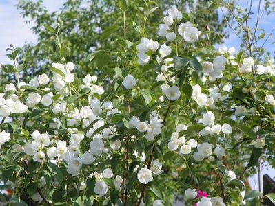 philadelphus Schneesturm