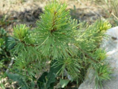 pinus sylvestris Aurea