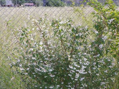 deutzia Codsall Pink