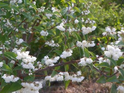 deutzia Codsall Pink