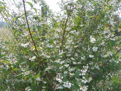 deutzia Codsall Pink