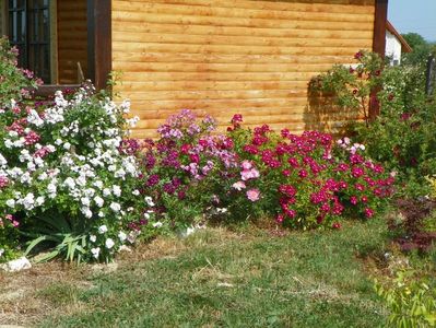 Perennial Blush, Lavender Dream, Ballerina Red