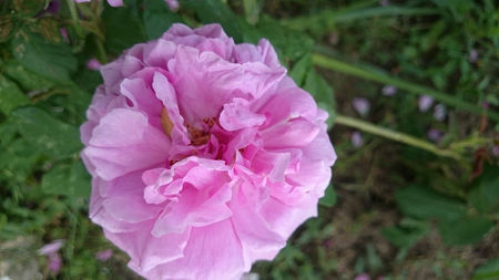 Comte de Chambord