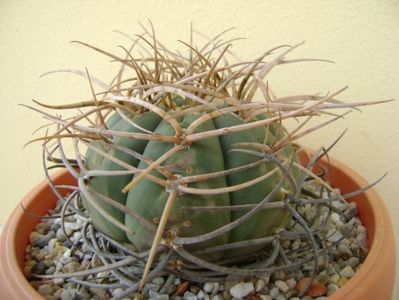 Gymnocalycium cardenasianum; transplantat
