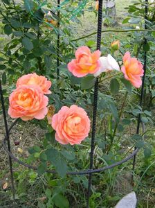 Lady of Shalott