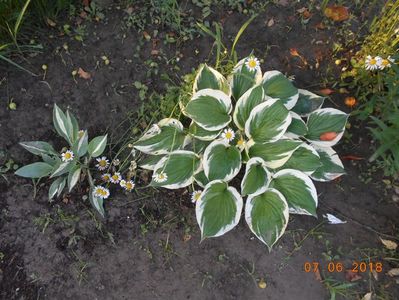 hosta sting si patriot