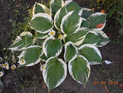 hosta patriot