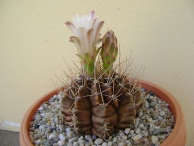 Gymnocalycium michanovichii; transplantat
