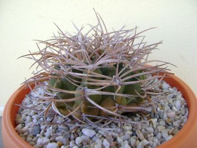 Gymnocalycium guanchinense = Gymnocalycium hossei; transplantat
