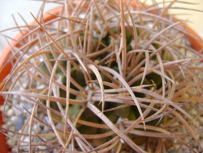 Gymnocalycium guanchinense = Gymnocalycium hossei; transplantat
