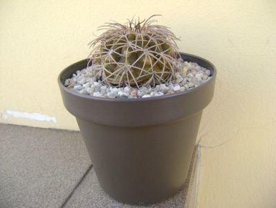 Gymnocalycium spegazzinii; transplantat
