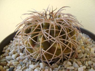 Gymnocalycium spegazzinii; transplantat
