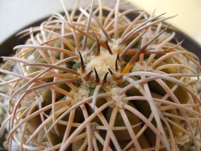 Gymnocalycium spegazzinii; transplantat
