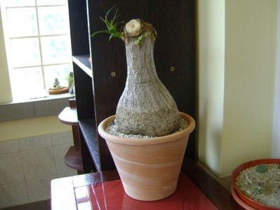 Beaucarnea recurvata (Nolina); transplantat
