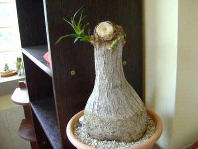 Beaucarnea recurvata (Nolina); transplantat
