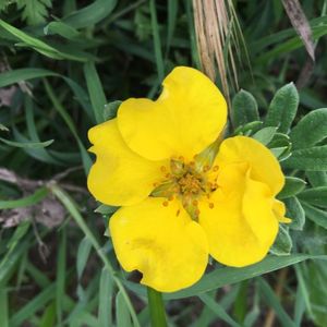 Potentilla fructicosa