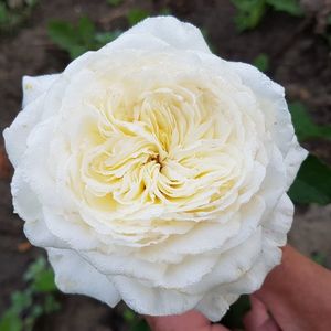 Patience (Tufa); Bred by David C. H. Austin.  Strong, old rose fragrance. Continuous (perpetual) bloom throughout the season. Height (up to 120 cm).  Width (up to 80 cm).
