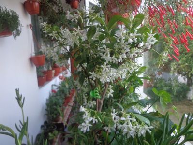 Trachelospermum jasminoides