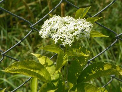 sambucus nigra Aurea