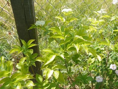 sambucus nigra Aurea