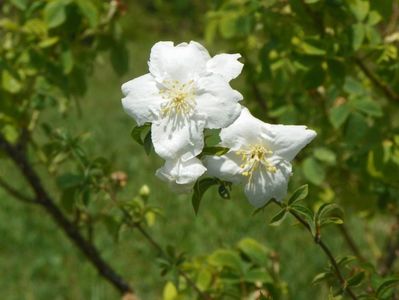 philadelphus Beauclerk