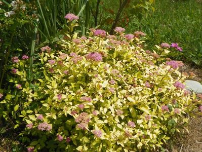 spiraea Golden Princess