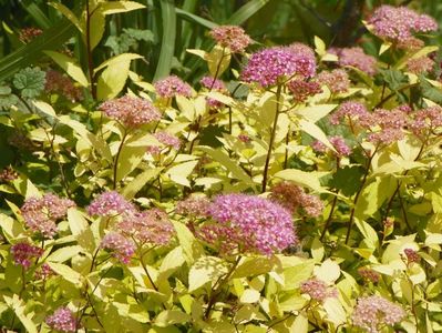 spiraea Golden Princess