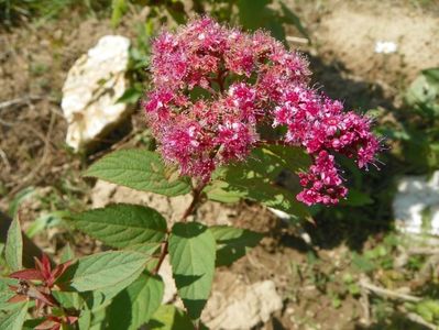 spiraea japonica Froebelii