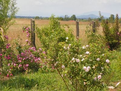 Felicite Parmentier si Raubritter