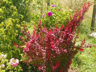 berberis Orange Rocket