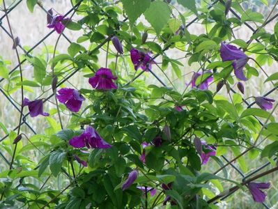 clematis Abundance