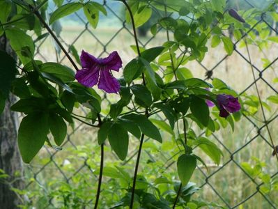 clematis Abundance