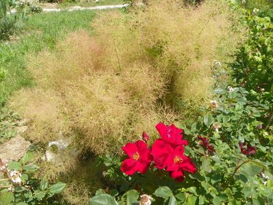 cotinus coggyria Young lady si Zeelandia