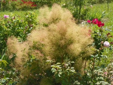 cotinus coggyria Young lady