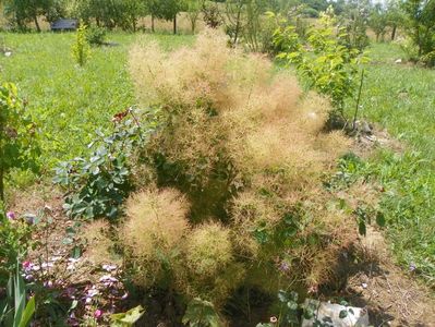 cotinus coggyria Young lady