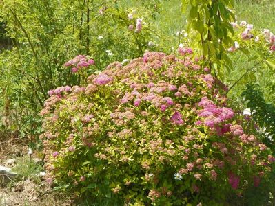 spiraea Magic Carpet