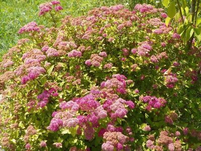 spiraea Magic Carpet