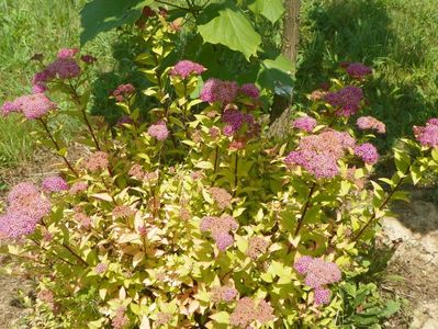 spiraea Firelight