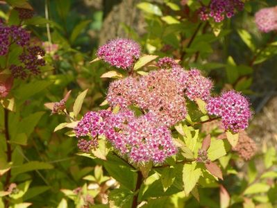 spiraea Firelight