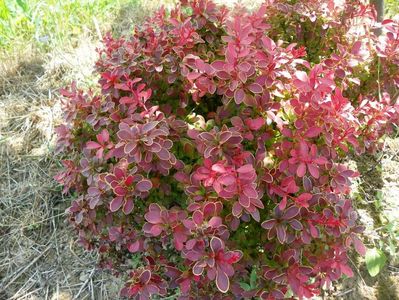 berberis Admiration