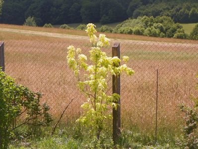 acer negundum Kelly's Gold