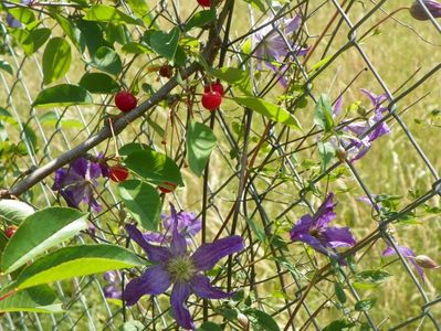 clematis Solina