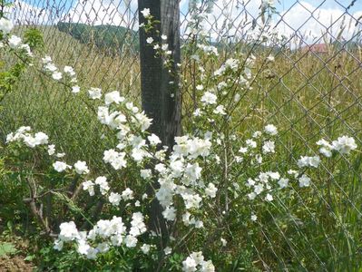 philadelphus Innocence